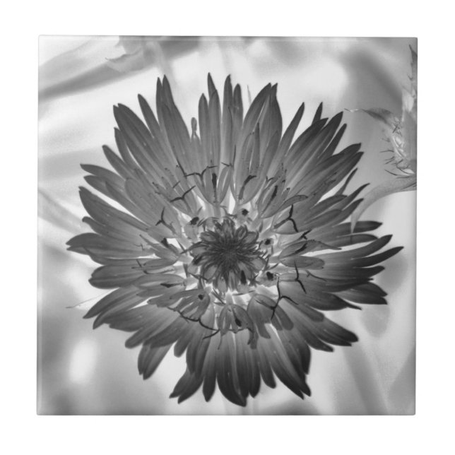 raio X da flor (Frente)