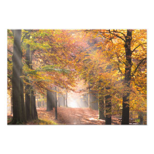Raios de sol em um impressão da foto da floresta