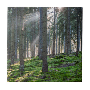 Raios de sol na Floresta Negra