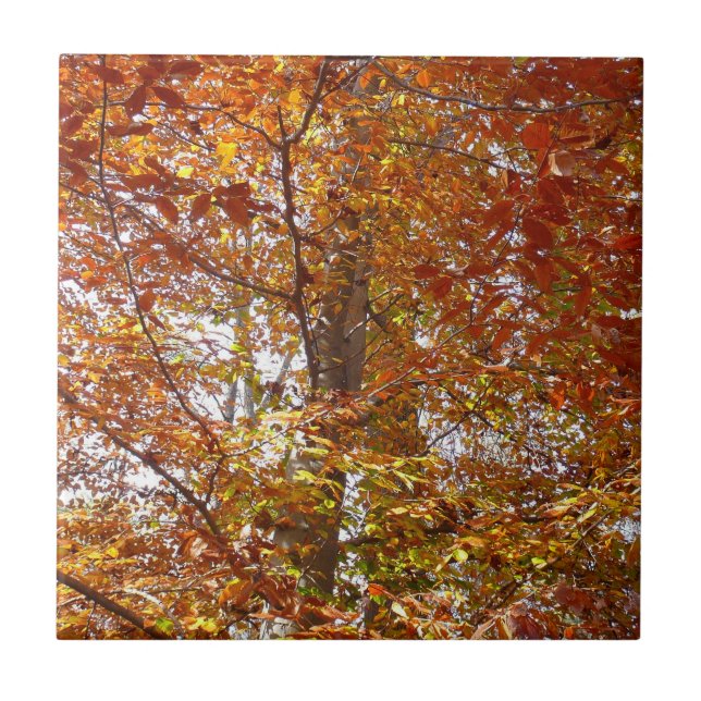 Ramais de Laranja Folha de Outono Natureza (Frente)