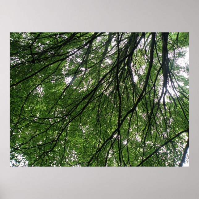 Ramais e Folhas Impressão (Frente)