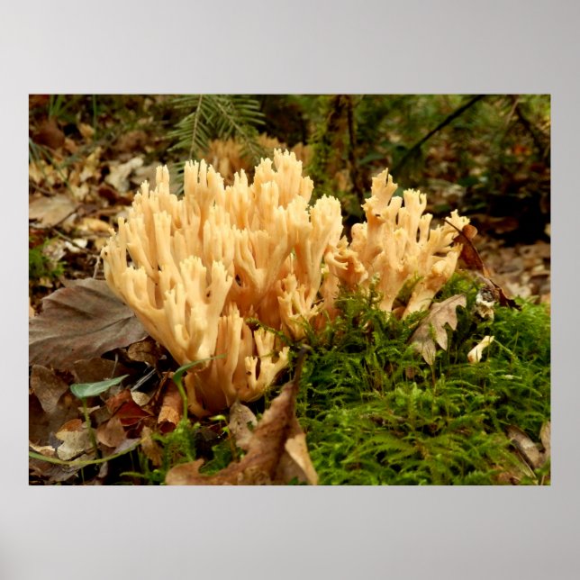 Ramaria stricta Fungi Poster (Frente)