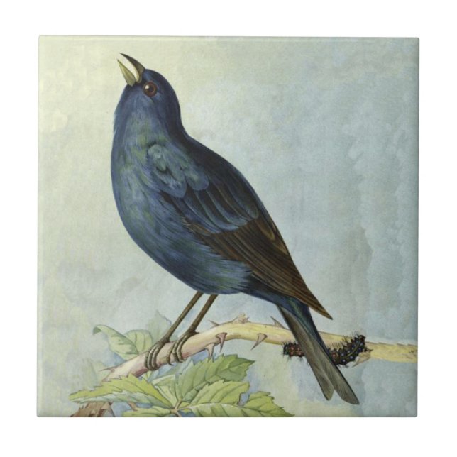 Ramificação bonito de aves pretas com lagarta (Frente)