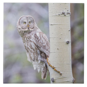 Ramificação da Árvore de excelente da Cinza
