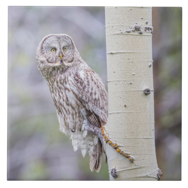 Ramificação da Árvore de excelente da Cinza (Frente)