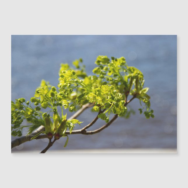 Ramificação verde-branca no vento (Frente)