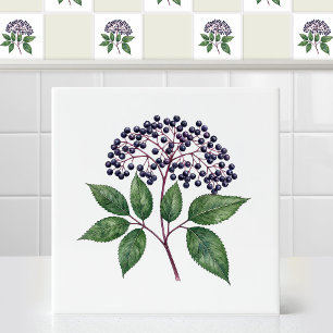 Ramo de Fruta Elderberry de Outono Selvagem em Aqu