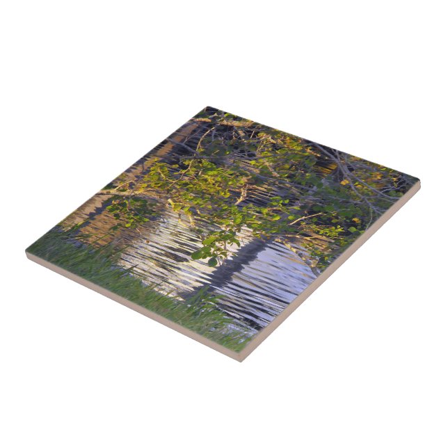 Ramos de Árvore, Luz Solar, Reflexo (Lateral)