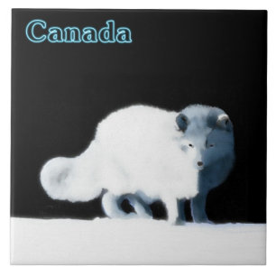 Raposa Árctica Brilhante