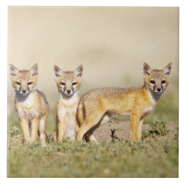 Raposa Veloz (Vulpes macrotis) jovem na toca da co (Frente)