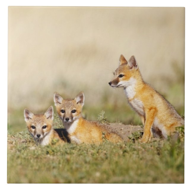 Raposa Veloz (Vulpes macrotis) jovem na toca da co (Frente)