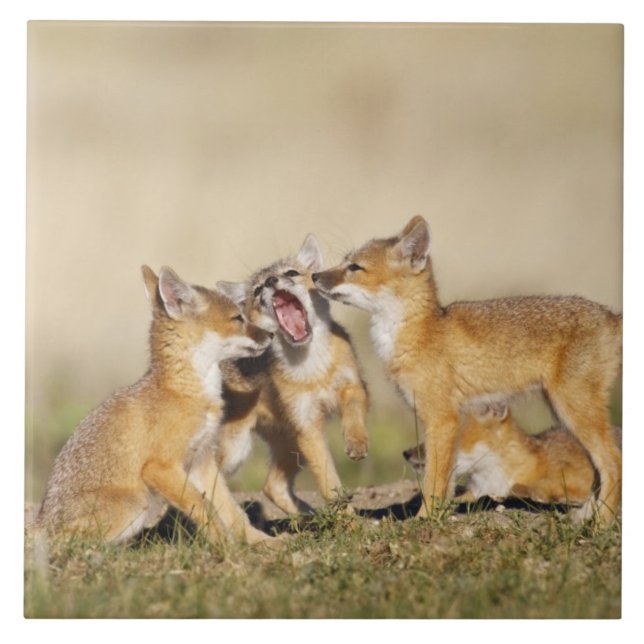 Raposa Veloz (Vulpes macrotis) jovem na toca da to (Frente)