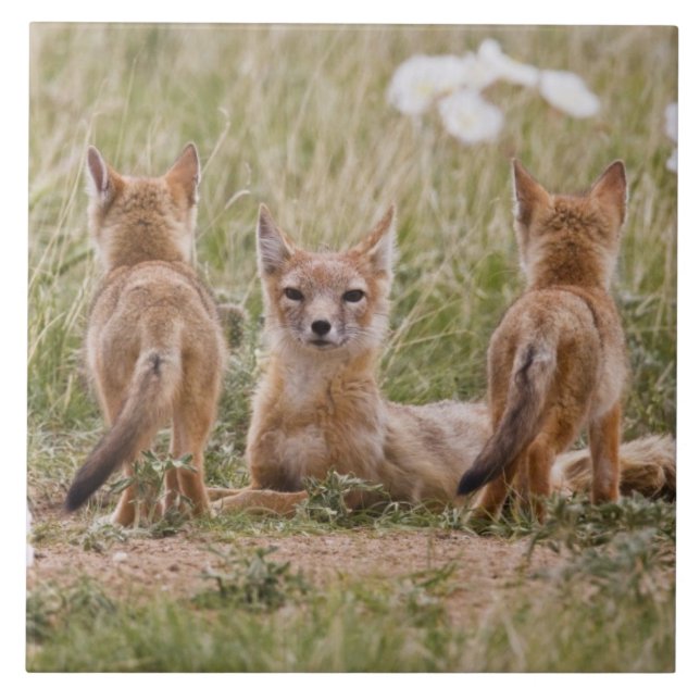Raposa Veloz (Vulpes velox) fêmea com filhotes em (Frente)