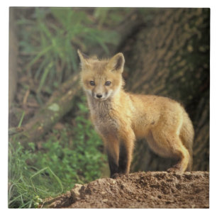 Raposa vermelha filhote na frente da toca (Vulpes 