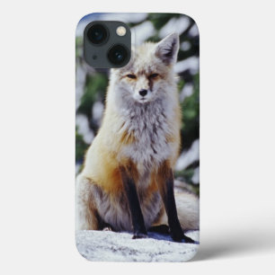 Raposa Vermelha sentada no banco de neve, Vulpes,