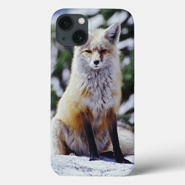 Raposa Vermelha sentada no banco de neve, Vulpes,  (Verso)