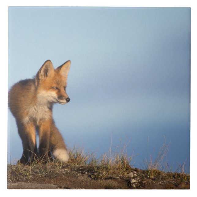 Raposa vermelha, Vulpes vulpes (Frente)