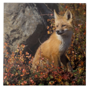 raposa-vermelha, Vulpes vulpes