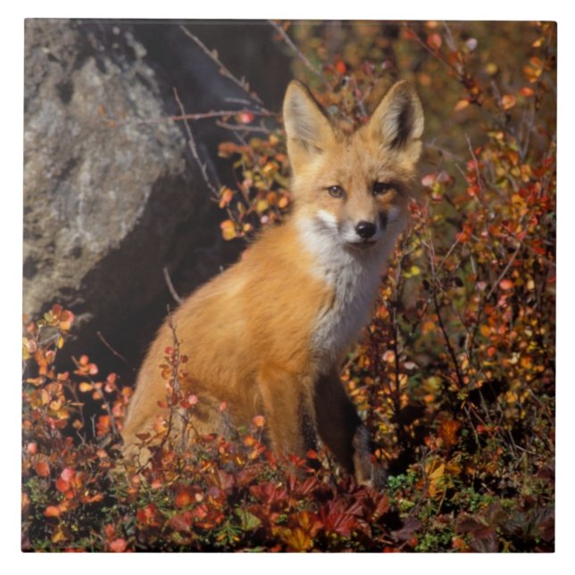 raposa vermelha, Vulpes vulpes, em cores de outono (Frente)