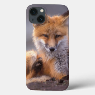 raposa-vermelha, Vulpes vulpes, filhote se coçando