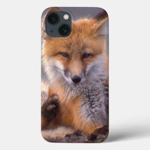 raposa vermelha, Vulpes vulpes, filhote se coçando
