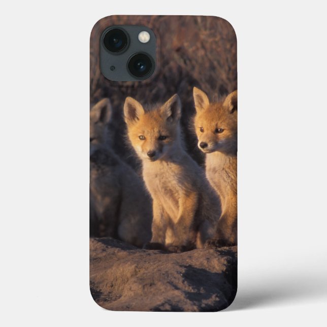 raposa-vermelha, Vulpes vulpes, filhotes (Verso)