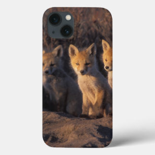 raposa-vermelha, Vulpes vulpes, filhotes