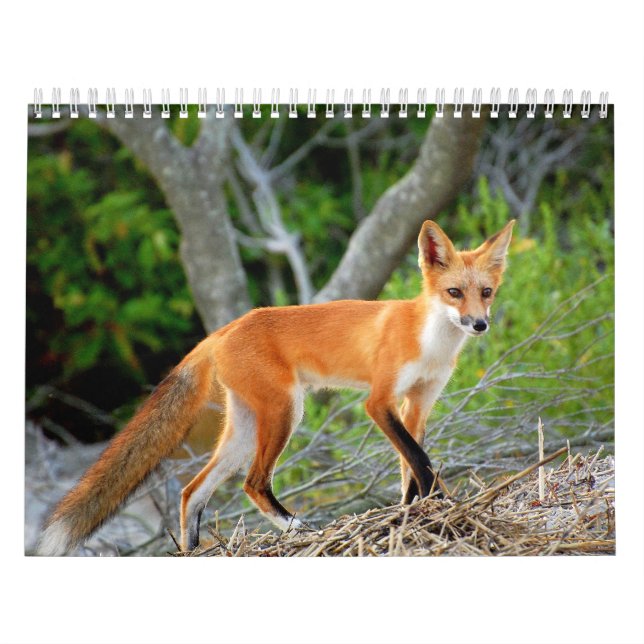 Raposas do calendário da foto da praia do (Capa)