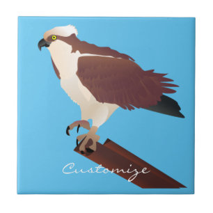 Raptor Osprey Hawk Thunder_Cove