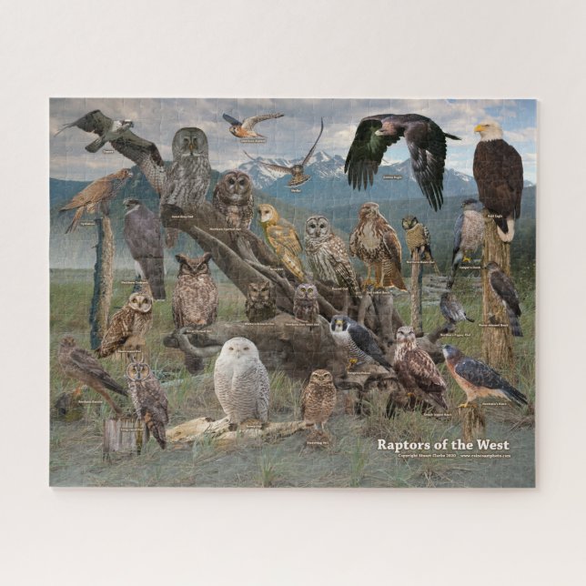 Raptores da Quebra-cabeça Ocidental (Horizontal)