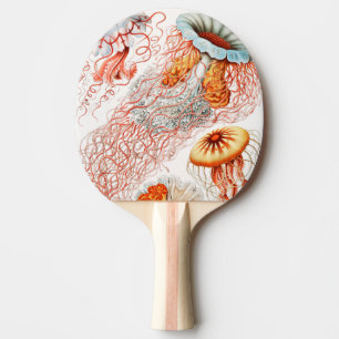 Raquete De Ping Pong Água-viva, Discomedusae por Ernst Haeckel