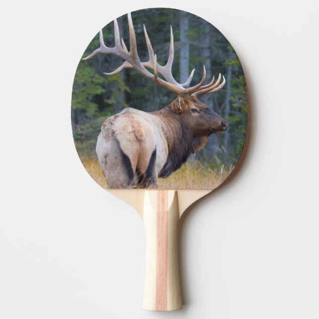 Raquete De Ping Pong Alce Rocky Mountain macho (Frente)