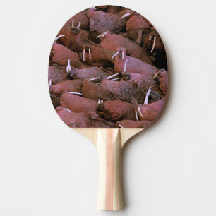 Raquete De Ping Pong América do Norte, EUA, Alasca, Yukon Delta Naciona