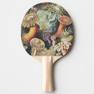 Raquete De Ping Pong Anêmonas-do-mar de Haeckel Colagem de arte náutica