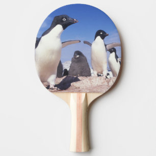 Raquete De Ping Pong Antártica, Pinguim Adelie Pygoscelis
