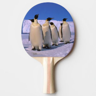 Raquete De Ping Pong Antártida, Território Antártico Australiano, 7