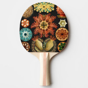 Raquete De Ping Pong Ascidiae, Seescheiden Vida Marinha por Ernst Haeck