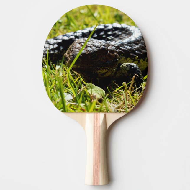Raquete De Ping Pong australiano Blue Tongue Shingleback Lizard, (Frente)