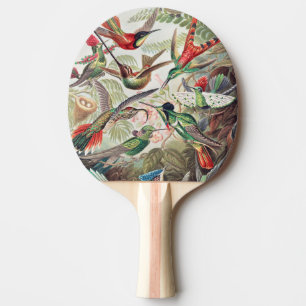Raquete De Ping Pong Beija-flor, Trochilidae Kolibris por Ernst Haeckel