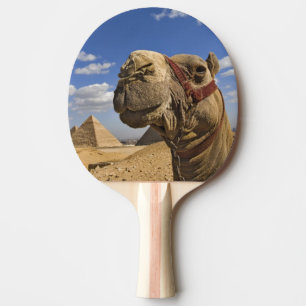 Raquete De Ping Pong Camelo em frente às pirâmides de Gizé, Egito,
