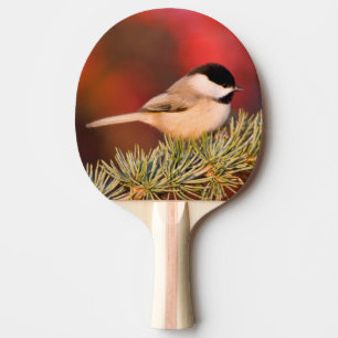 Raquete De Ping Pong Carolina Chickadee no Cedro Atlas Azul