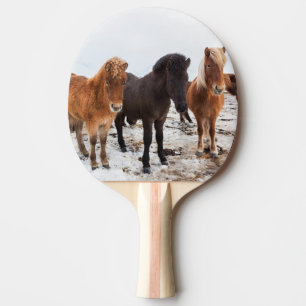 Raquete De Ping Pong Cavalo islandês durante o inverno na Islândia
