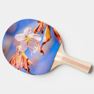 Raquete De Ping Pong Céu Azul Rosa Sakura Flor