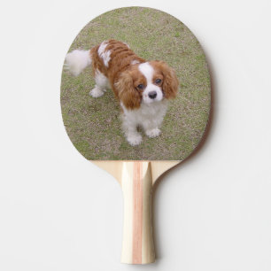 Raquete De Ping Pong Cheio Cavalier-king-charles-spaniel