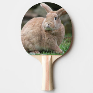 Raquete De Ping Pong Coelhinho de gengibre bonito com orelhas grandes