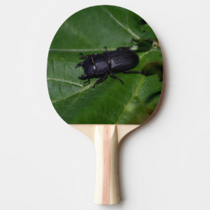Raquete De Ping Pong Dorcus parallelipipedus , o escaravelho inferior