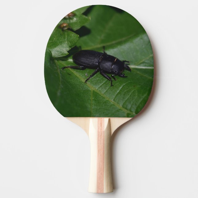 Raquete De Ping Pong Dorcus parallelipipedus , o escaravelho inferior (Frente)