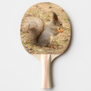 Raquete De Ping Pong Esquilo bonito come uma foto de noz