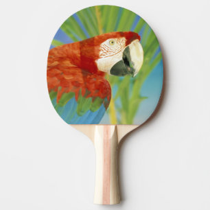Raquete De Ping Pong EUA, Havaí. Papagaio