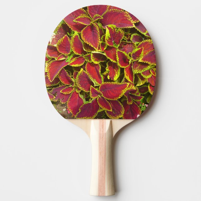 Raquete de Ping Pong Flor de Coleus Vermelho (Frente)